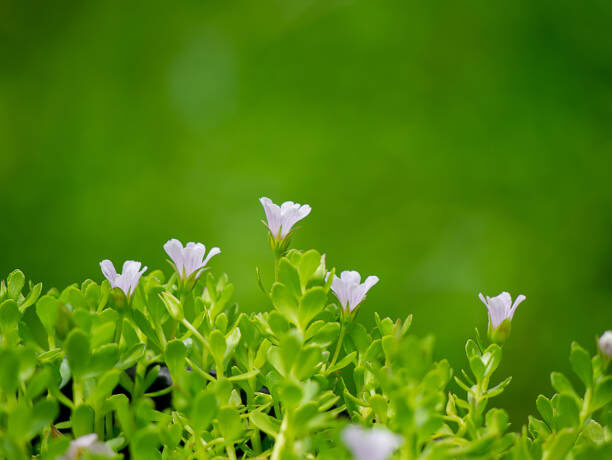 Фото: Getty Images. Источник: NutraIngredients (материал «Review backs neuroprotective effects of Bacopa monnieri», 17.06.2025).