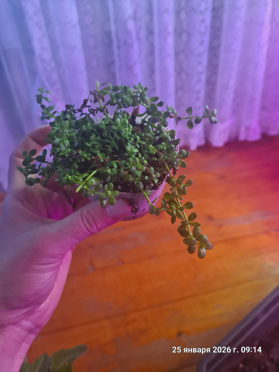 Детки Брахми. Фото Алёна Градобоева-Патрушева 