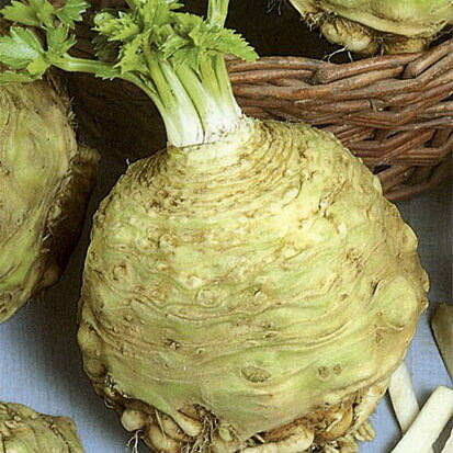 Лучшие сорта корневого сельдерея: выбор для обильного и вкусного урожая – обзор 5 сортов