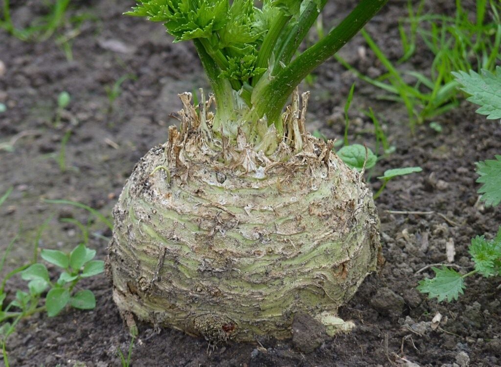 Сельдерей Алабастер — гибрид для тех, кто ценит совершенство