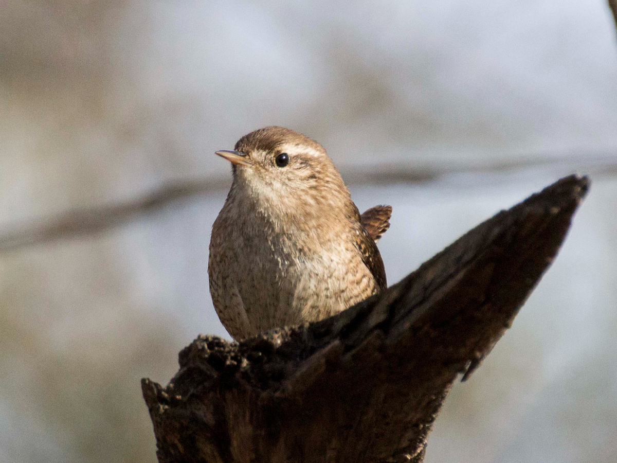 Troglodytes troglodytes