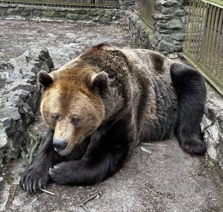     / Источник: © Зоопространство «Зоо Дзен» в Токсово/VK