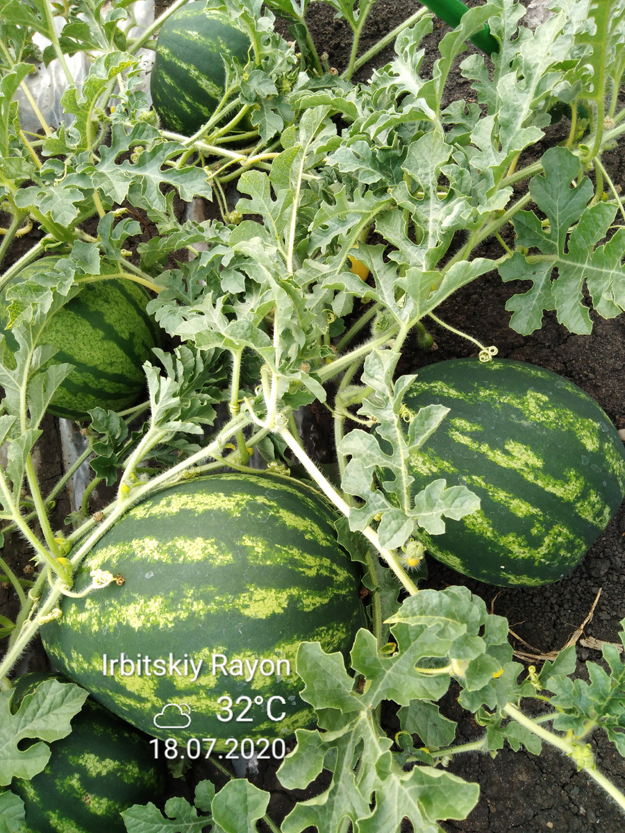 Арбузы на Урале, фото автора.