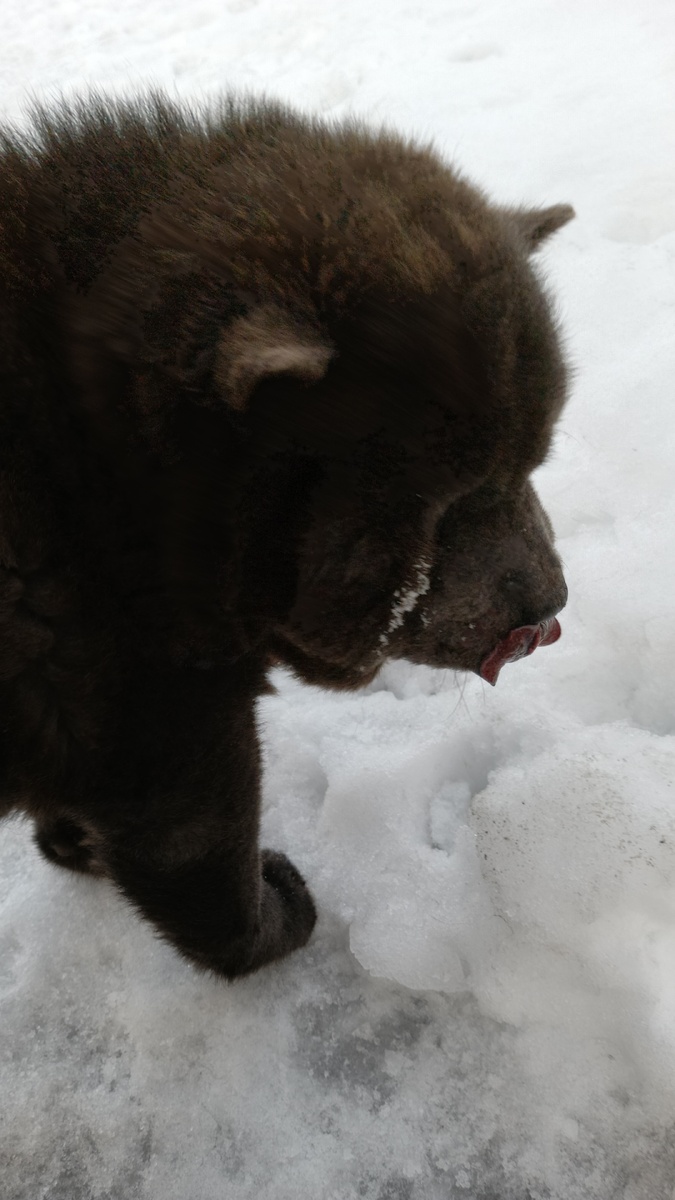 Бум грызет снег