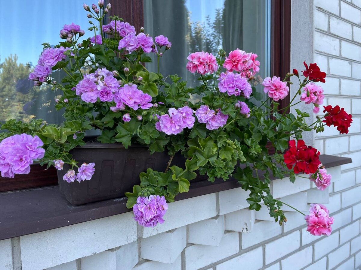 Плющелистная ампельная пеларгония растет на солнце. Фото автора