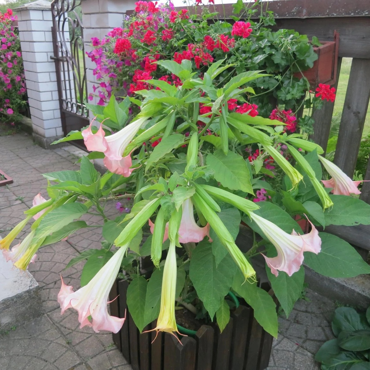 10 лет назад рос бесподобный сорт плющелистной пеларгонии. Жалею, что утеряла. Пышно нарастал с весенних черенков. Фото автора