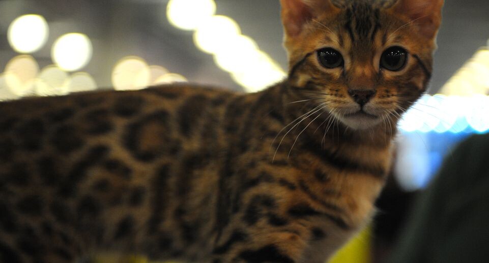    Международная выставка кошек «Кэтсбург-2015» в «Крокус Экспо» / Медиасток.рф