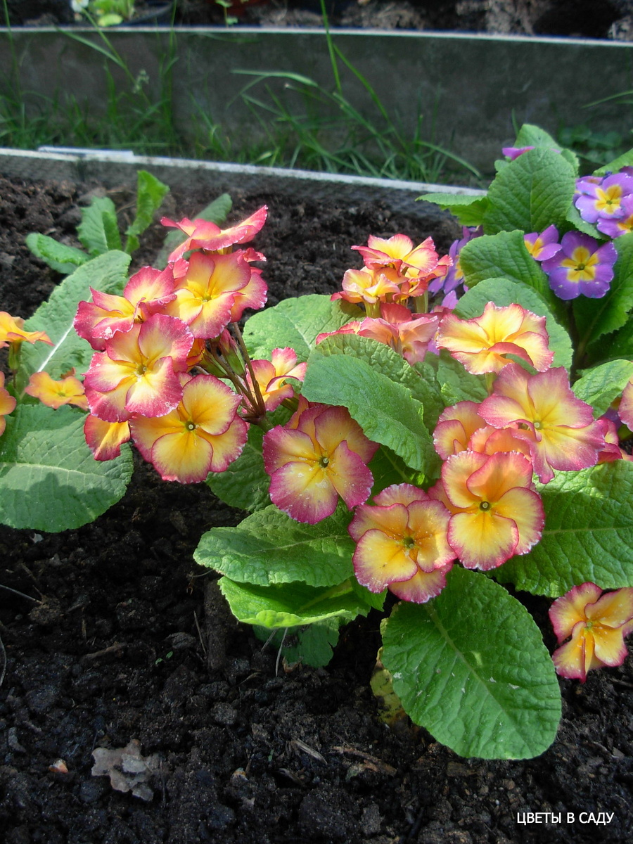 Примулы Шевляковой О.Б. в ее саду