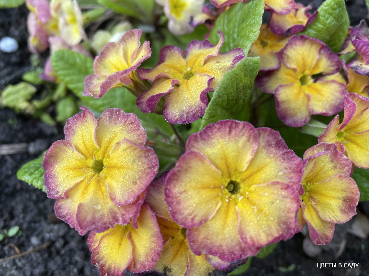 Примулы селекции Колоколенковой Т.Н. в ее саду в начале мая