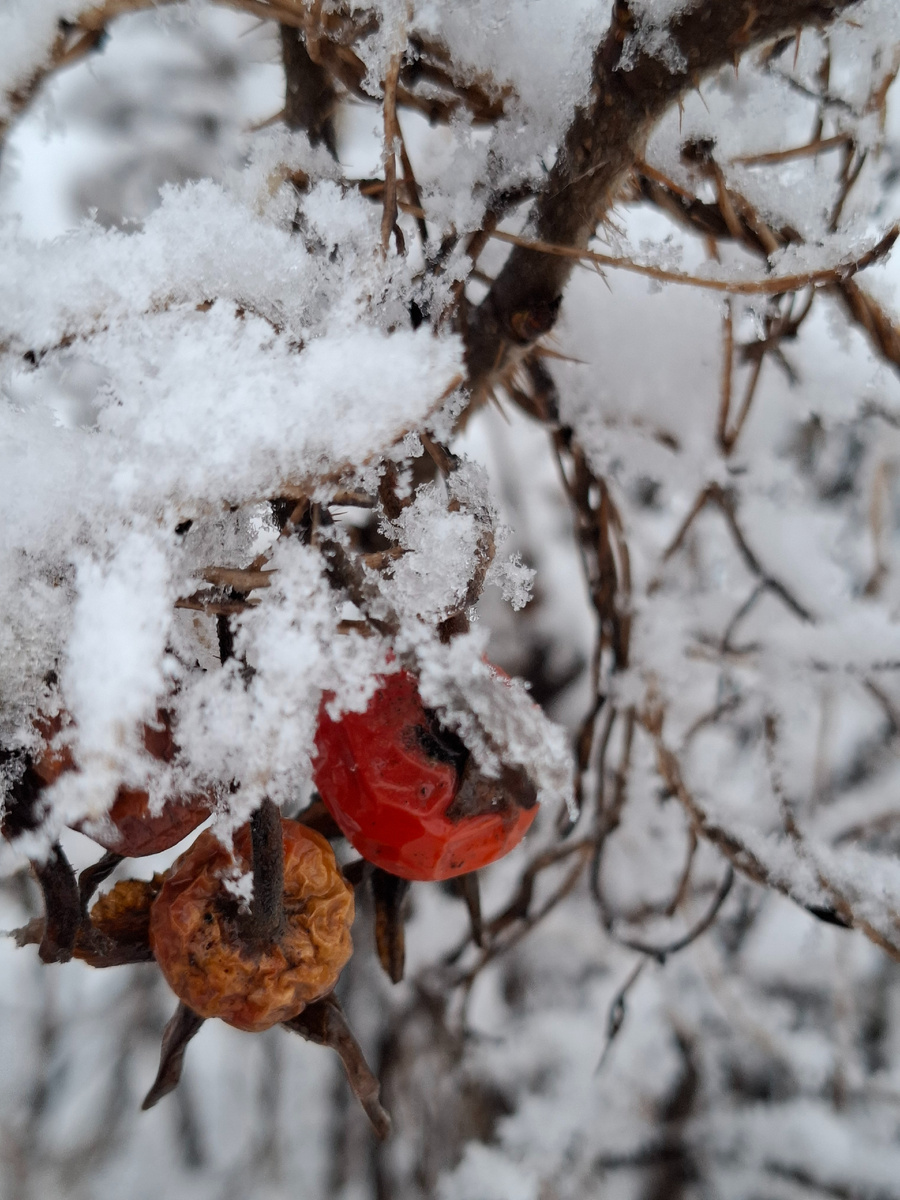 Мартовский снежок 🩵