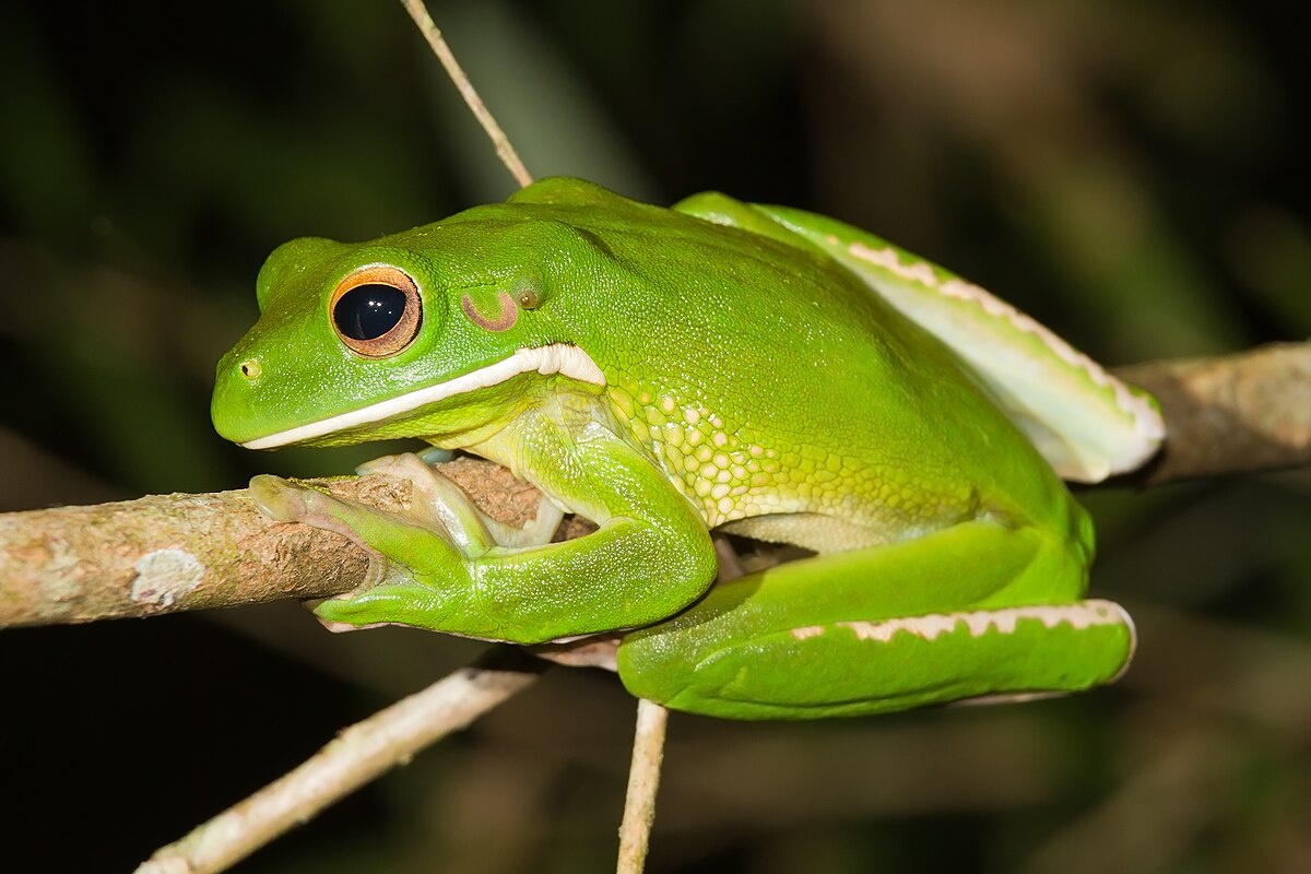 Фото с сайта: https://commons.wikimedia.org/wiki/File:Litoria_infrafrenata_-_Julatten.jpg