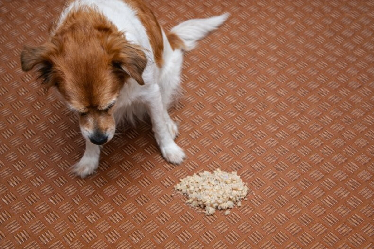 Почему собака срыгивает после еды