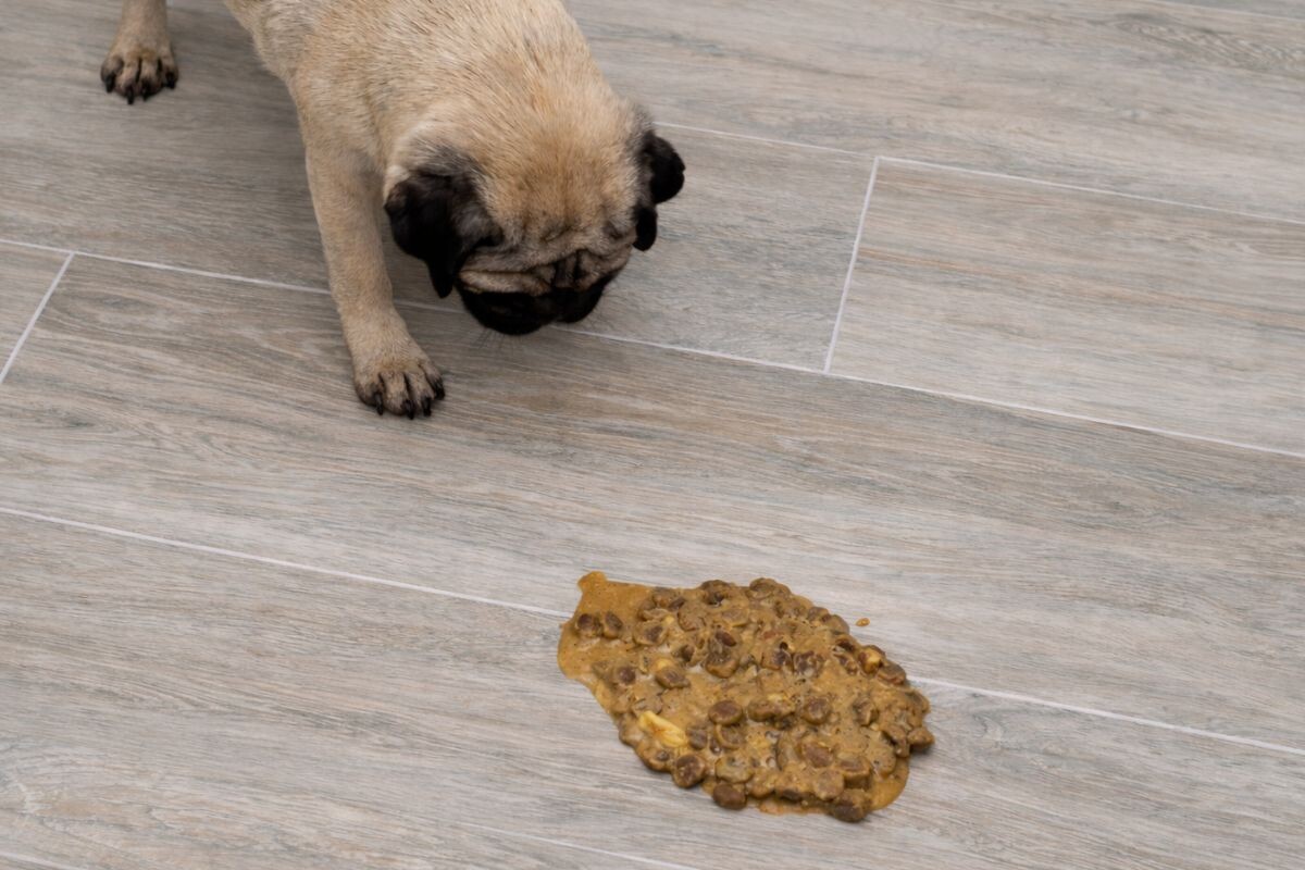 Собака после еды срыгивает пищу