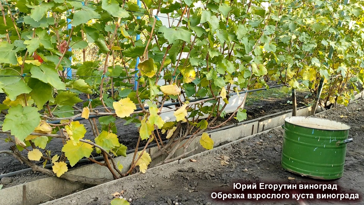 Куст винограда перед обрезкой.