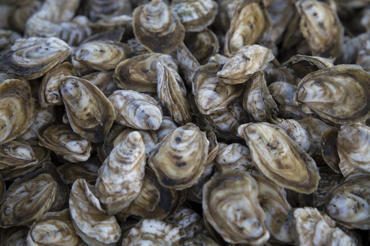 Фото с сайта: https://www.nydailynews.com/2017/09/21/a-strain-of-herpes-is-killing-pacific-oysters/