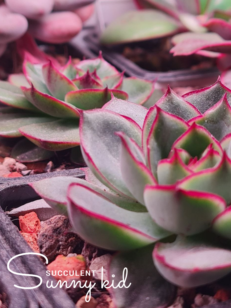 Суккуленты. Sunny kid | Succulent