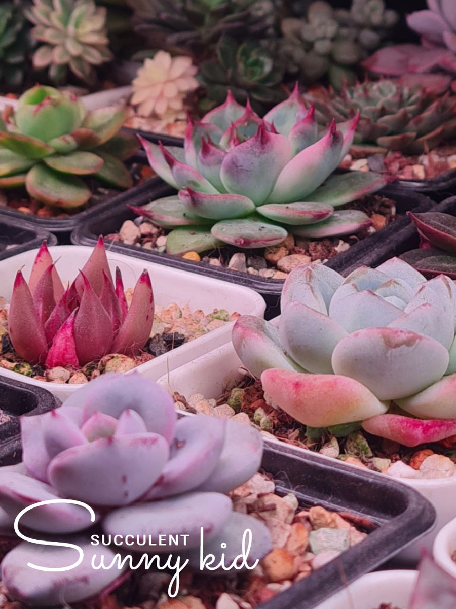 Суккуленты. Sunny kid | Succulent
