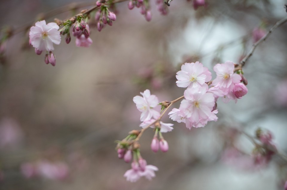    Синоптик рассказал, когда в Петербург придет весна. Алексей БУЛАТОВ