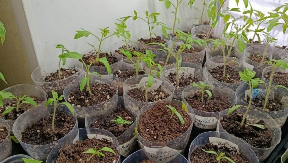 Одноразовые стаканы для рассады: два совета по их применению. По опыту