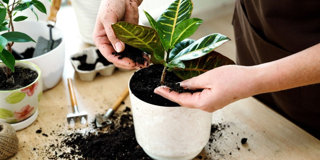 Зачем домашним цветам живая земля, а нашему иммунитету — её бактерии?