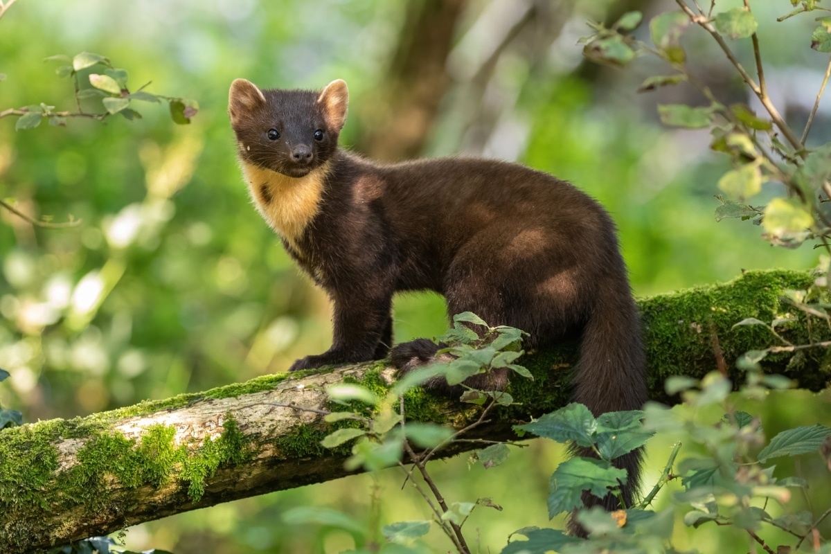 Фото с сайта: https://globalrewilding.earth/engaging-landowners-in-rewilding-how-to-motivate-people-for-nature-recovery-on-their-land/