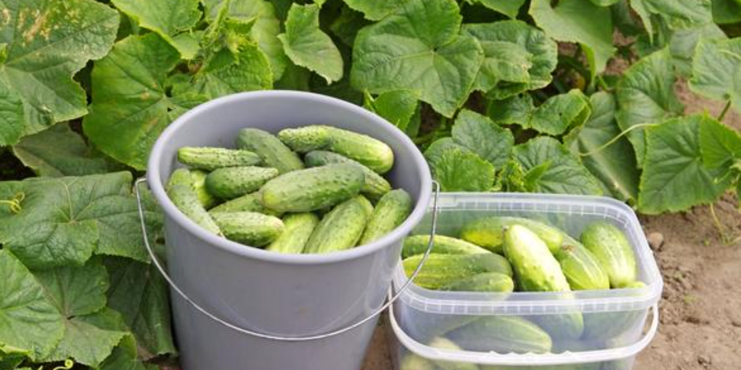 Сажаю 3 гибрида огурцов уже 10 сезонов подряд. Ни одного пустоцвета