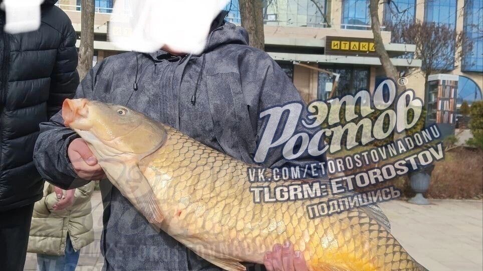    На кадрах видно, как мужчина в руках держит огромную рыбину.   Тг «Это Ростов новости»