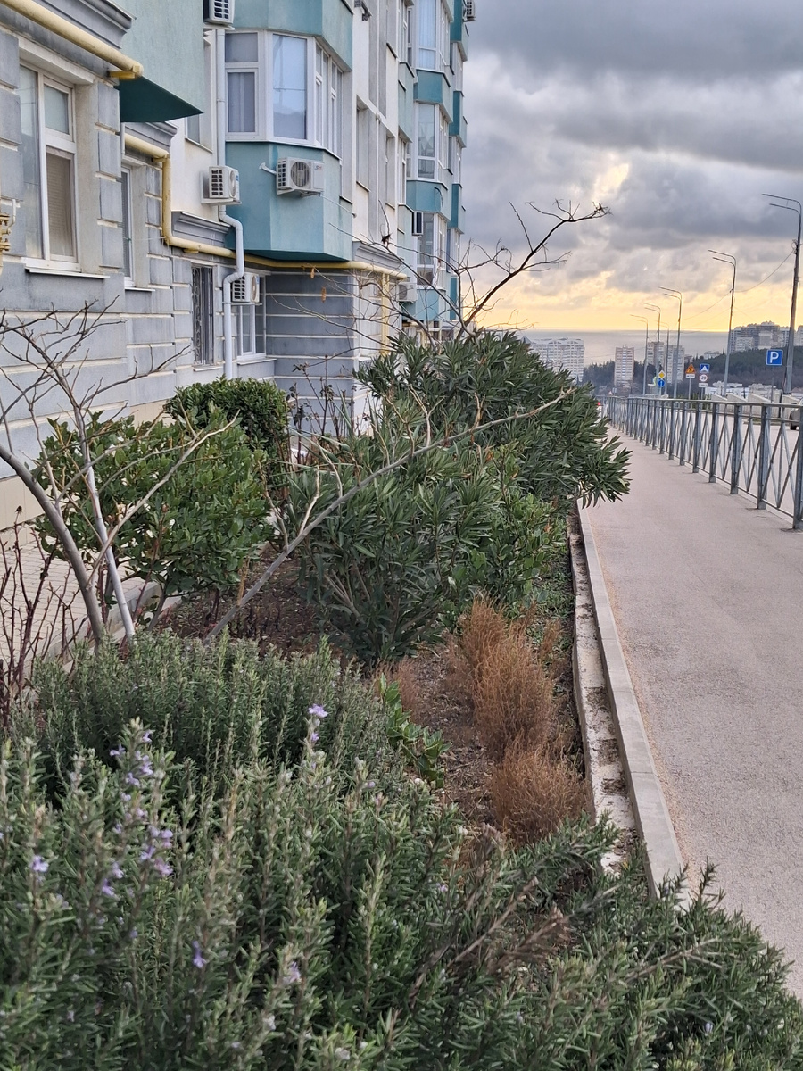 Расцвел розмарин на клумбах.