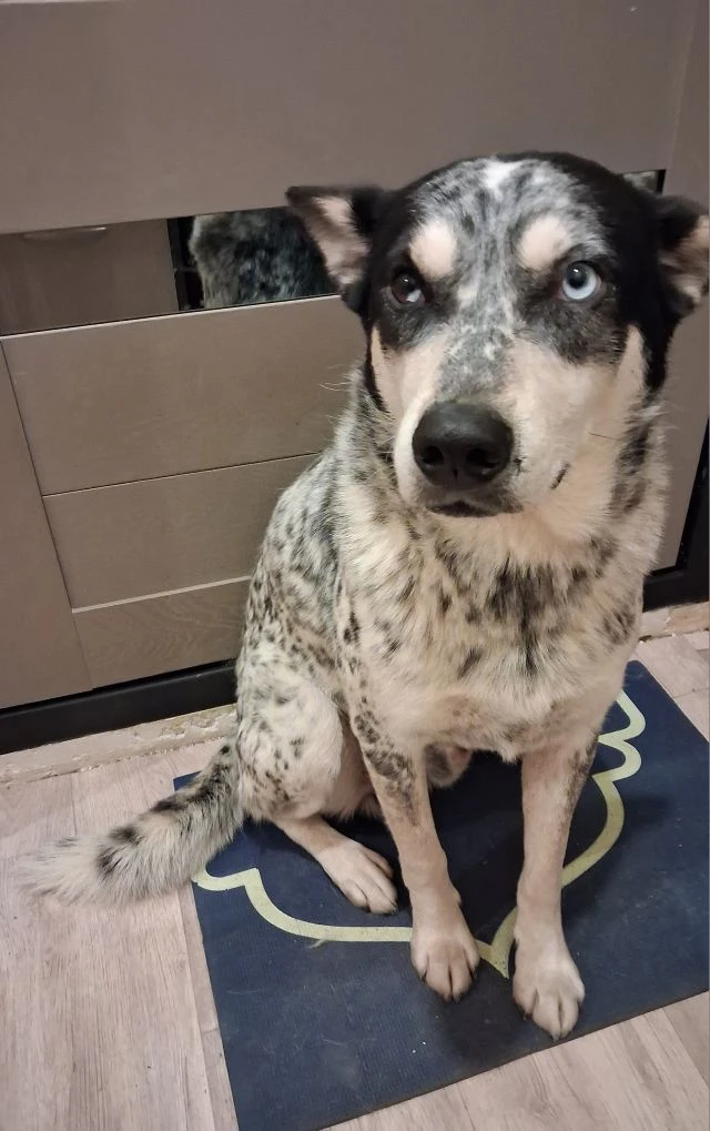 Матроскин на страже хозяйского дома.