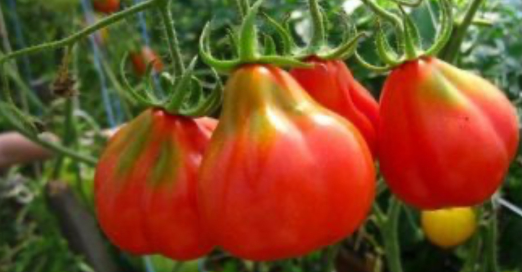 Томаты, которые рекомендуют опытные дачники: лучшие сорта и гибриды томатов для теплицы и открытого грунта