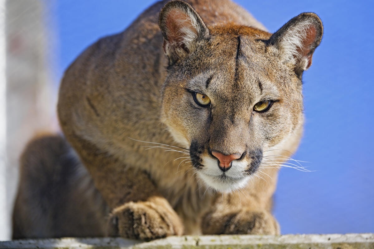 Фото с сайта: https://fonwall.ru/en/wallpaper/sneaky-predator-big-cats-wallpaper-puma/