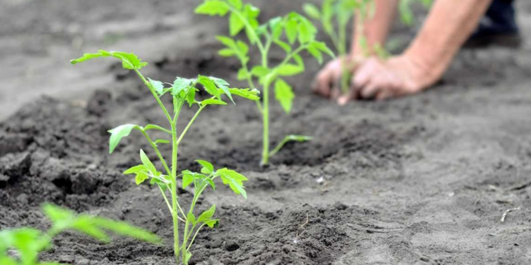 1 столовая ложка в 1 лунку при высадке рассады томатов. Добавляю это средство и всегда с большим урожаем