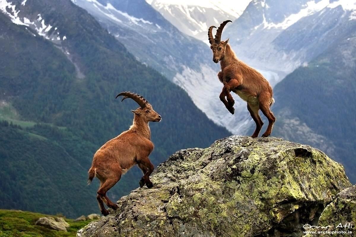 Фото с сайта: https://author.today/post/745330