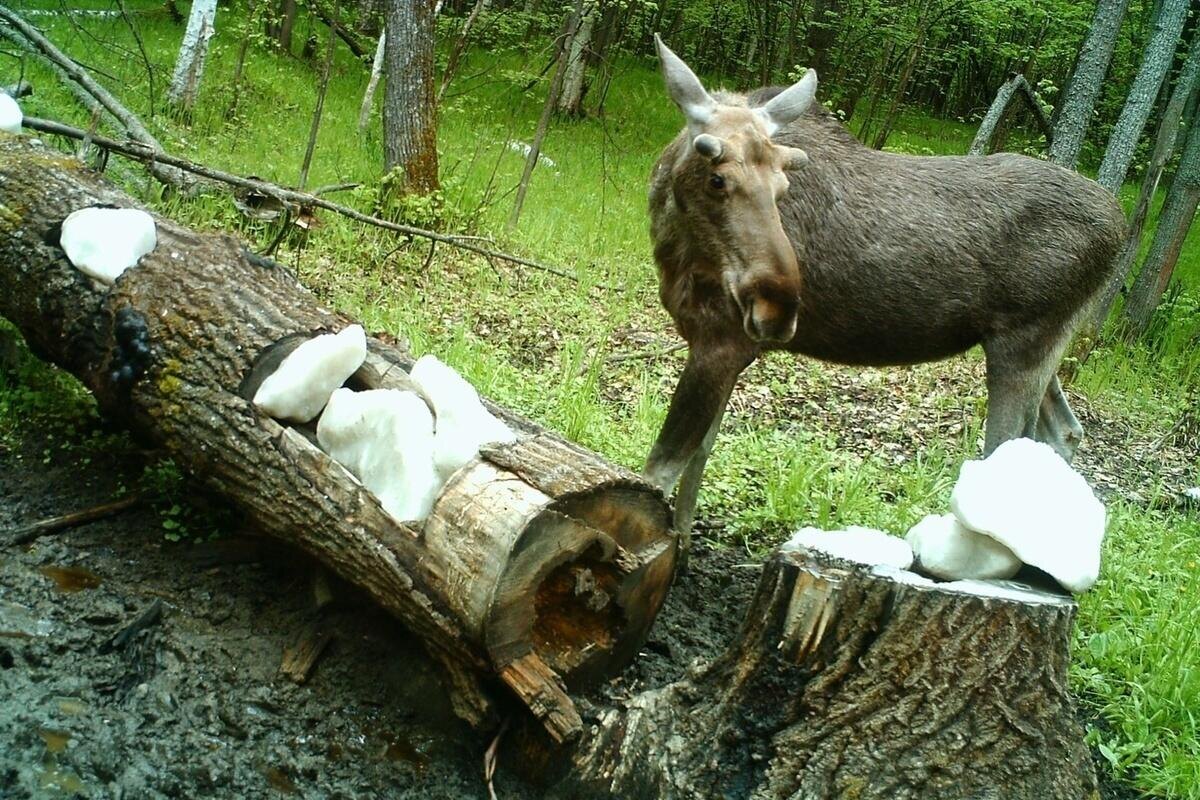 Фото с сайта: https://www.mkpenza.ru/social/2025/08/21/v-penzenskoy-oblasti-proveli-zherebevku-na-poluchenie-licenziy-dlya-okhoty-na-losya-i-kosulyu.html