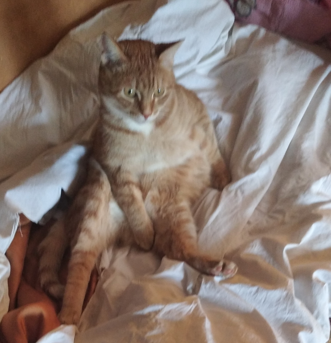 Личное   фото