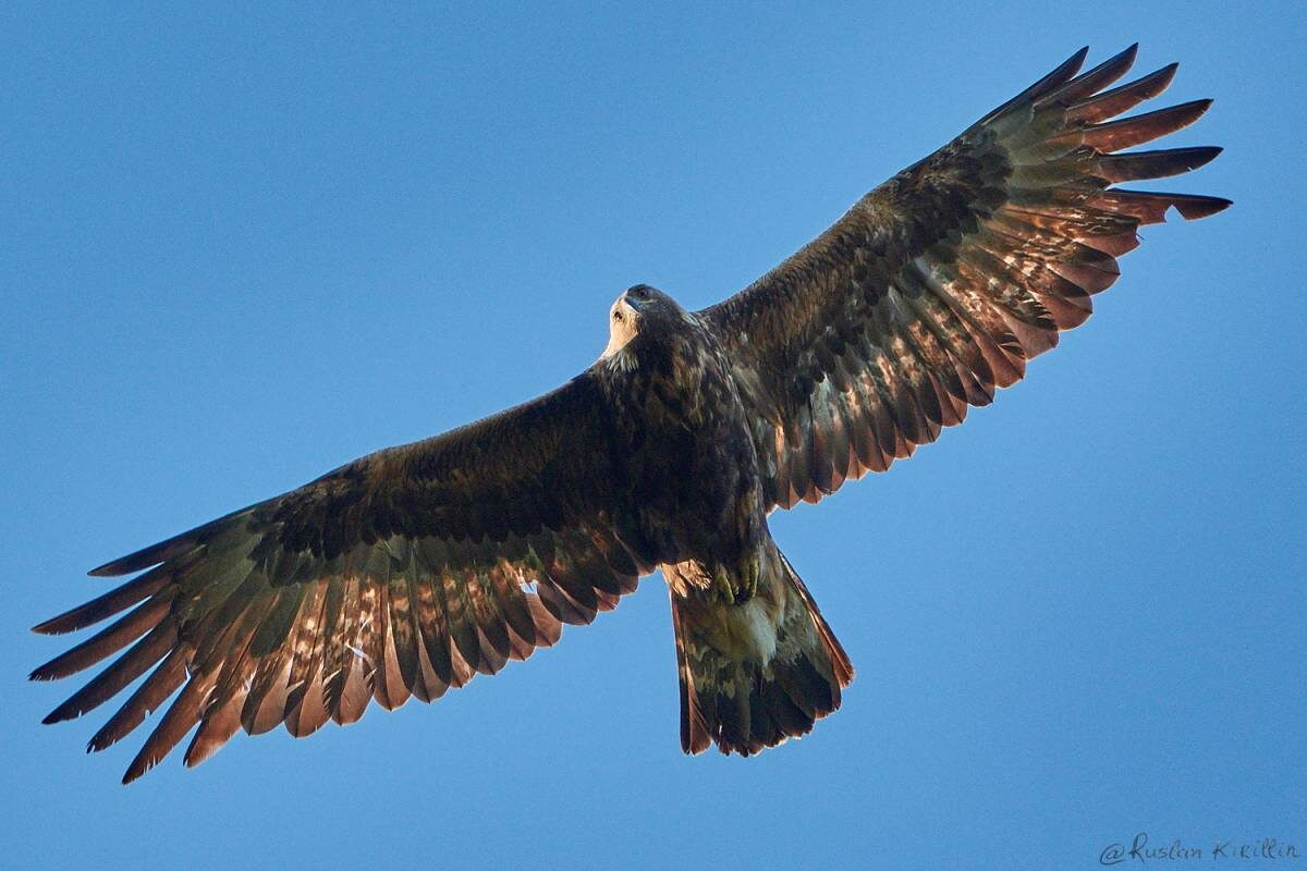 Фото с сайта: https://www.sibirds.ru/v2photo.php?l=en&s=063900105&n=1&t=108&p=4&sortby=1&sor=desc&saut=all&si=sib
