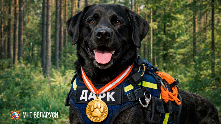    Фото: "МЧС Беларуси" / Telegram