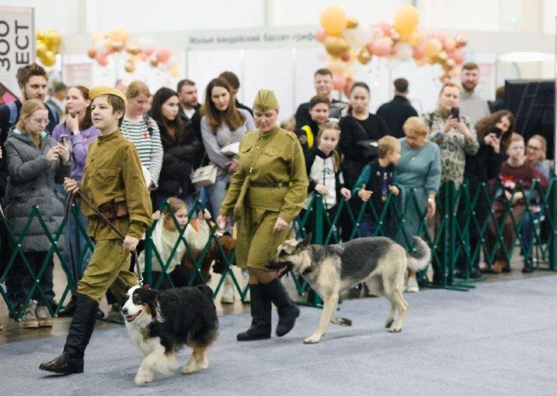 Зрители увидели, как служебные псы помогают в поисках мин и задержании диверсантов.