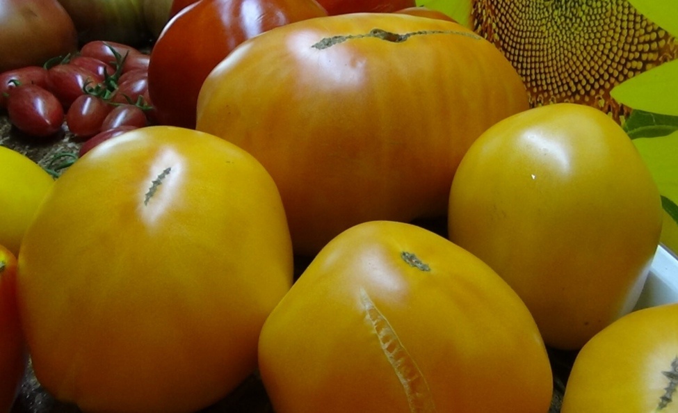 Медовый толстопуз 