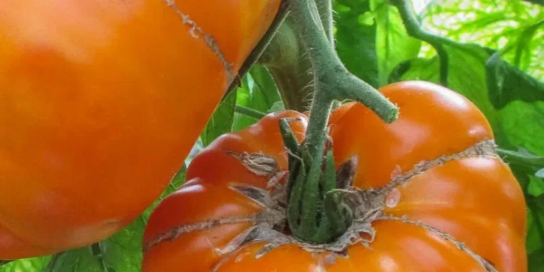 Самые мясистые и сахаристые томаты. 5 крупных и вкусных томатов.