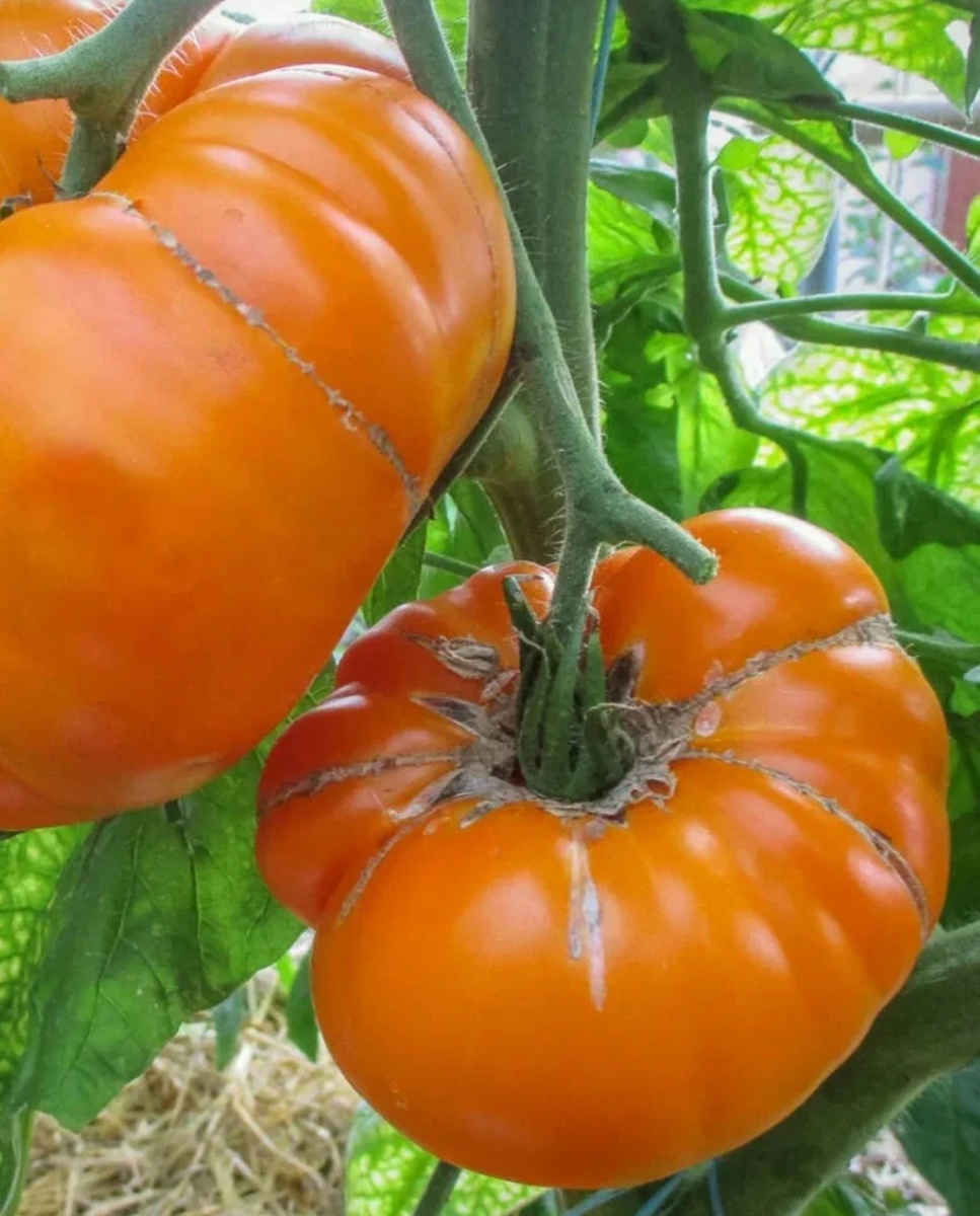 Золотой тети Герти 