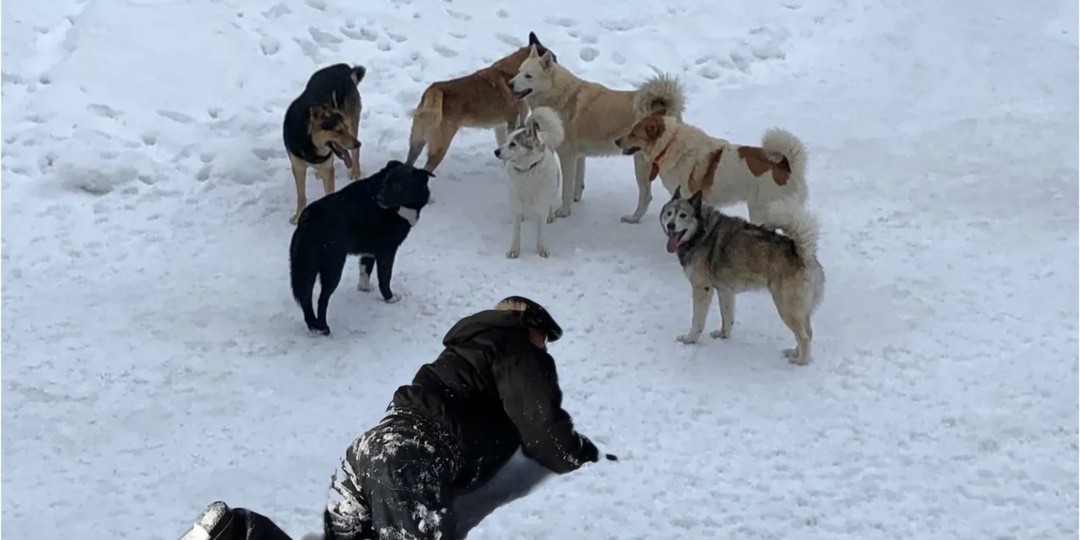 Людмила подкормливала бездомную собаку. А она отблагодарила её когда это было необходимо больше всего