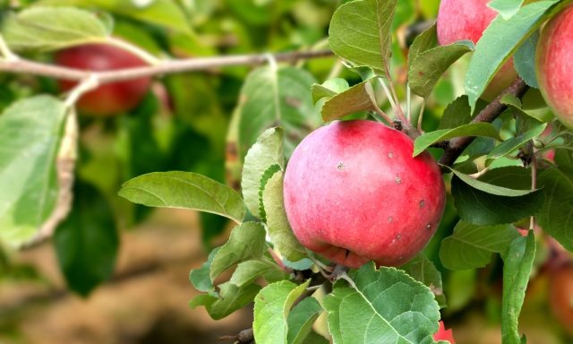 Почему осыпаются недозревшие яблоки? 8 причин и решений  📷
