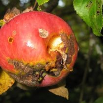 Сороки и другие крупные птицы надклёвывают яблоки, оставляя открытые раны. После этого плоды начинают гнить или осыпаются, особенно у мелкоплодных сортов. © Екатерина Колосова  📷
