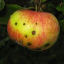 Парша сначала проявляется мелкими чёрными точками на кожице. © Екатерина Колосова  📷
