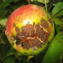 Со временем точечки от парши превращаются в крупные затвердевшие или подгнивающие участки. © Екатерина Колосова  📷
