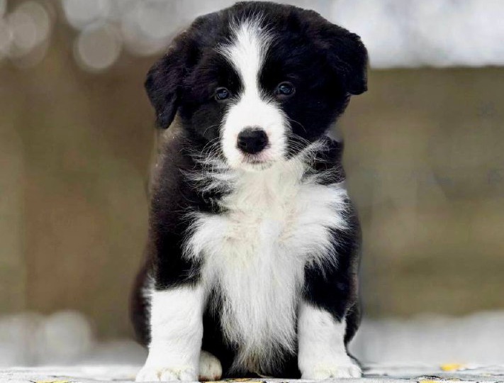 Для всех этузиастов дог шоу! У наших друзей в питомнике настоящее сокровище