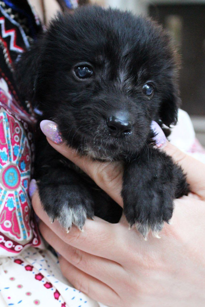 Трехлапая малышка Вайолет