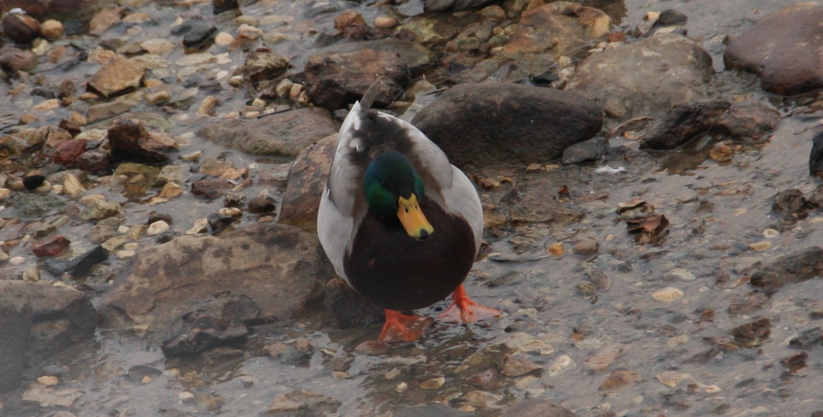 самец кряква