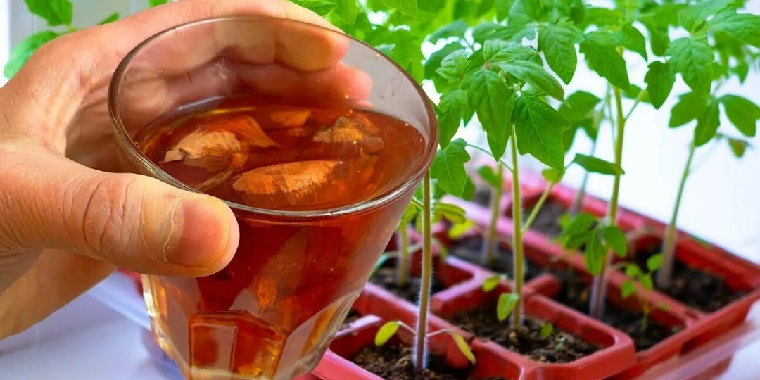 Вчера, 2 марта, по глупости загубил луковым настоем рассаду томатов. Подкормка, ставшая фатальной